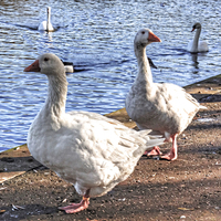 Buy canvas prints of Embden Geese by Tom Gomez