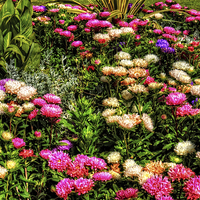Buy canvas prints of Chrysanthemums by Tom Gomez