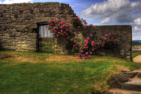 Flowers at Inchcolm Picture Board by Tom Gomez