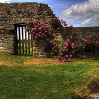 Buy canvas prints of Flowers at Inchcolm by Tom Gomez