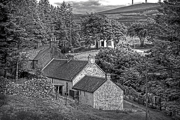 Cottages in the Trees - B&W Picture Board by Tom Gomez
