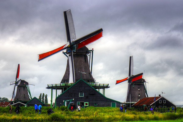 Windmills at Zaanse Schans Picture Board by Tom Gomez
