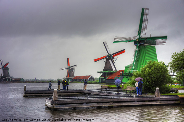 Windmills on the River Zaan Picture Board by Tom Gomez