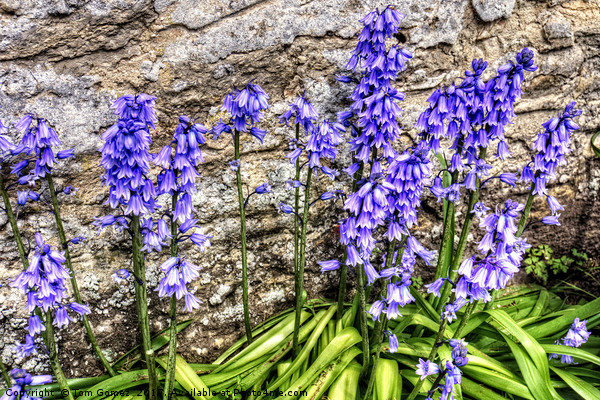 Spanish Bluebells Picture Board by Tom Gomez