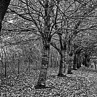 Buy canvas prints of Autumn Leaves - B&W by Tom Gomez