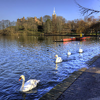 Buy canvas prints of Swans glide past by Tom Gomez