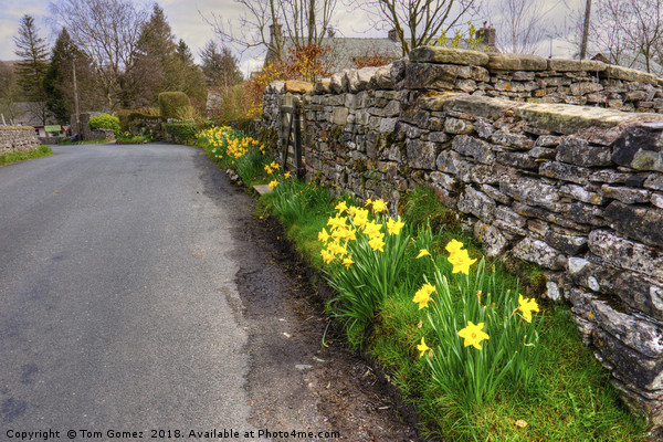Daffodils in Orton Village Picture Board by Tom Gomez
