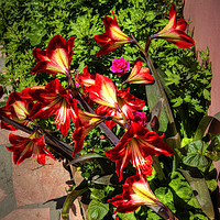 Buy canvas prints of Lilies in Corfu by Tom Gomez
