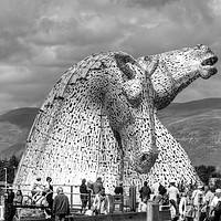 Buy canvas prints of Come see the Kelpies - B&W by Tom Gomez