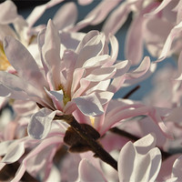 Buy canvas prints of Pink Magnolia by Lise Baker