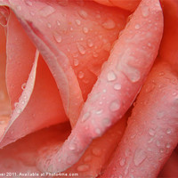Buy canvas prints of Rainy Rose by Lise Baker