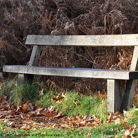 Buy canvas prints of Lonely Bench by Lise Baker