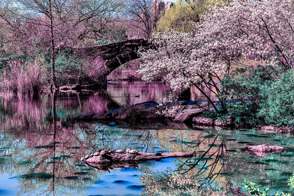 Springtime In Central Park Picture Board by Chris Lord