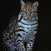 Buy canvas prints of Oscar The Ocelot by Chris Lord