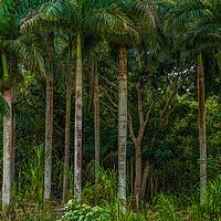 Buy canvas prints of Roadside Palms by Chris Lord