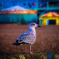 Buy canvas prints of Brighton Seagull by Chris Lord