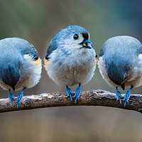 Buy canvas prints of The Tufty Trio by Chris Lord
