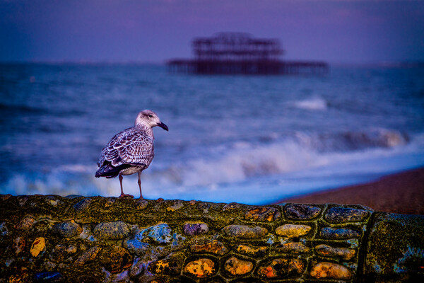 Brighton Baby Seagull Picture Board by Chris Lord