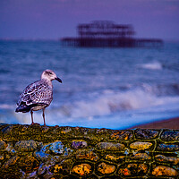 Buy canvas prints of Brighton Baby Seagull by Chris Lord