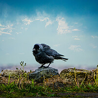 Buy canvas prints of The Curious Jackdaw by Chris Lord