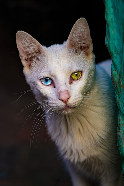 The heterochromic Cat Picture Board by Chris Lord