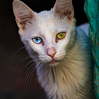 Buy canvas prints of The heterochromic Cat by Chris Lord