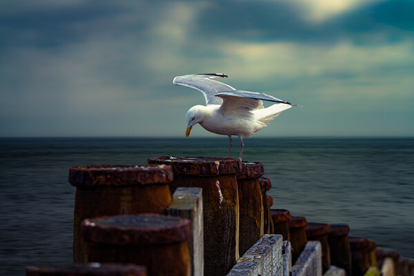 A Seagull On A Groin In Eastbourne  Picture Board by Chris Lord