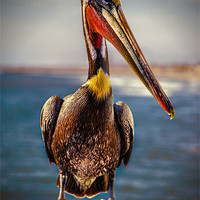 Buy canvas prints of Plump Peter Pelican's Photo Pose by Chris Lord