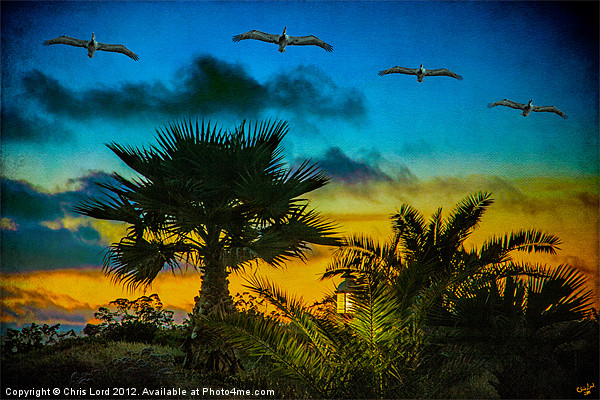 Tropical Sunset With Pelicans Picture Board by Chris Lord