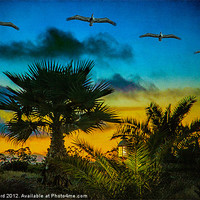 Buy canvas prints of Tropical Sunset With Pelicans by Chris Lord