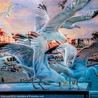 Buy canvas prints of Seagulls on Brighton Pier by Chris Lord