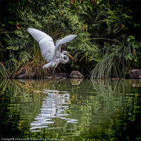 Buy canvas prints of Egret Hunting by Chris Lord