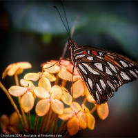 Buy canvas prints of Tropical Butterfly by Chris Lord