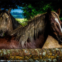 Buy canvas prints of Country Friends by Chris Lord