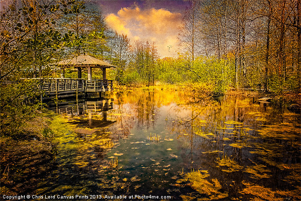 Wild Woodland Wetlands Picture Board by Chris Lord