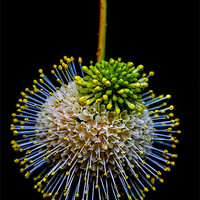 Buy canvas prints of Botanical Specimen #5 by Chris Lord