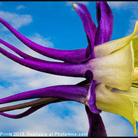 Buy canvas prints of Reach for the Sky Columbine by Chris Lord