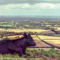 Buy canvas prints of Wilma Enjoys The View by Chris Lord