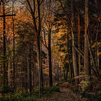 Buy canvas prints of Woodland Trail in Autumn by Chris Lord
