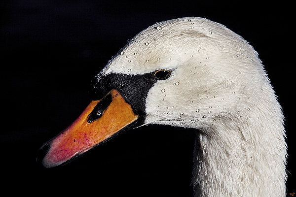 Portrait of a Swan Picture Board by Chris Lord