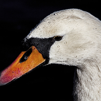 Buy canvas prints of Portrait of a Swan by Chris Lord