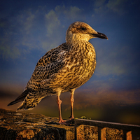 Buy canvas prints of Steven Seagull by Chris Lord