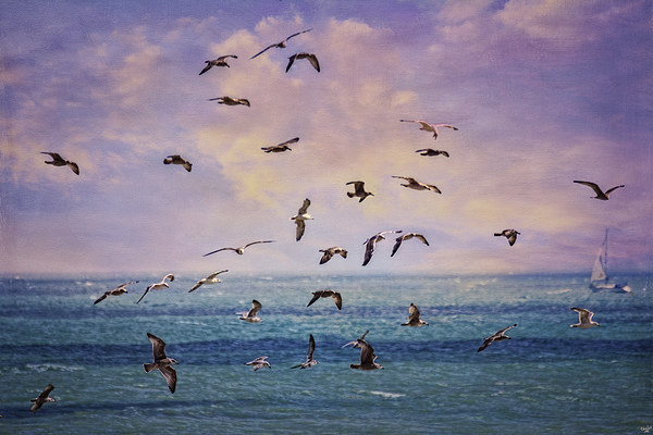 Gulls at Sunrise Picture Board by Chris Lord