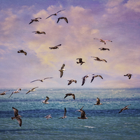Buy canvas prints of Gulls at Sunrise by Chris Lord