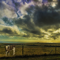 Buy canvas prints of Up on the Downs Again by Chris Lord