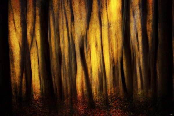 Autumn Forest Abstract Picture Board by Chris Lord
