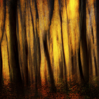 Buy canvas prints of Autumn Forest Abstract by Chris Lord