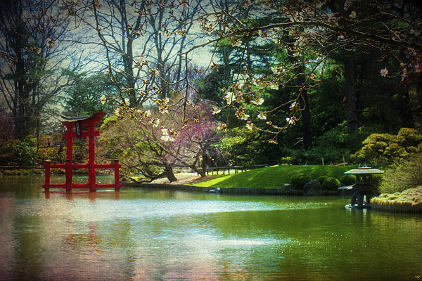 Japanese Garden In Spring Picture Board by Chris Lord