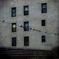 Buy canvas prints of Yard Birds by Chris Lord