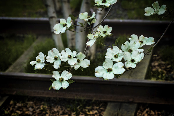 Dogwood on the Tracks Picture Board by Chris Lord